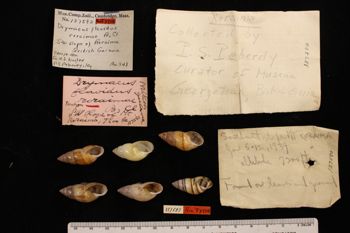 Media type: image; Malacology 137583
